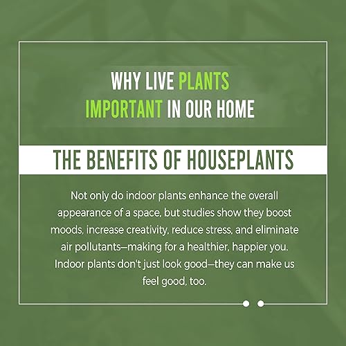 Miniatura 7 de Anthurium Pallidiflorum - Plantas vivas verdes para interiores plantas de interior raras y exóticas para sala de estar plantas vivas de Anthurium