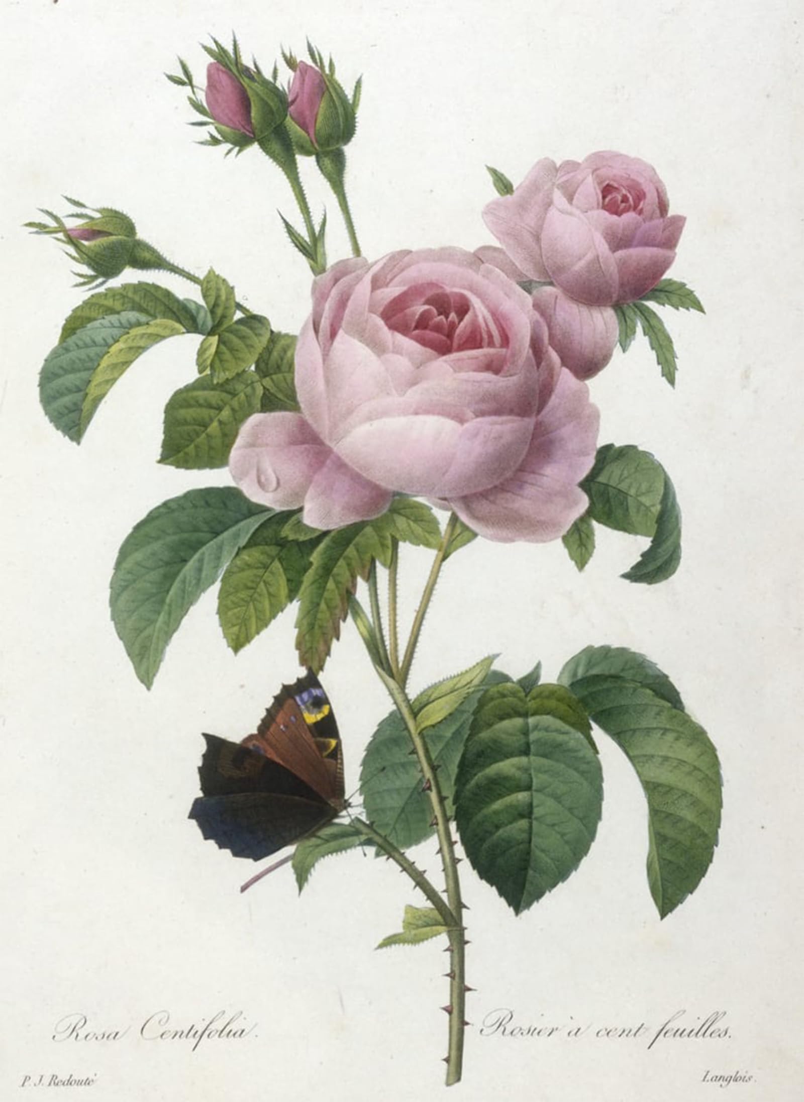 Serendipitp No Frame Vintage Wall Art Canvas Nordic Poster Canvas Print Picture Rosa Centifolia Rosier A Cent Feuilles By Pierre Redouté Wall Art Poster For Home Decor 60X90cm