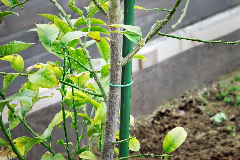 Bond Manufacturing SS7-HD 7ft x 3/4in Heavy Duty Super Steel Stake, Green : Patio, Lawn & Garden
