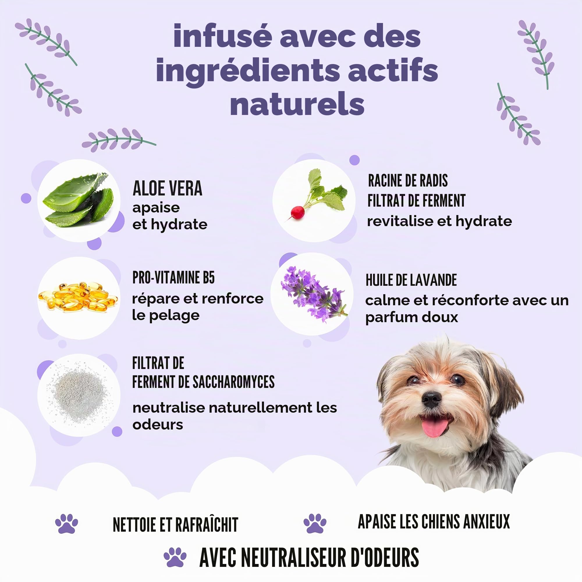 Buddycare Shampooing | Shampooing nettoyant en Profondeur pour Chiens | avec Aloé Véra et B5 (Apaisant et Désodorisant 5L)
