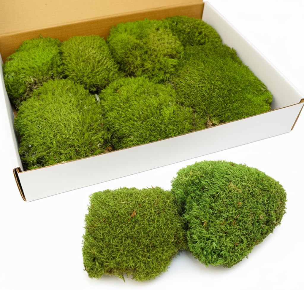 0.6 sq.ft Yellow Green Preserved Pillow Moss Cushion Bun Natural for Plants Indoor Crafts Wall Art, DIY, Terrariums, Decorative for Planters