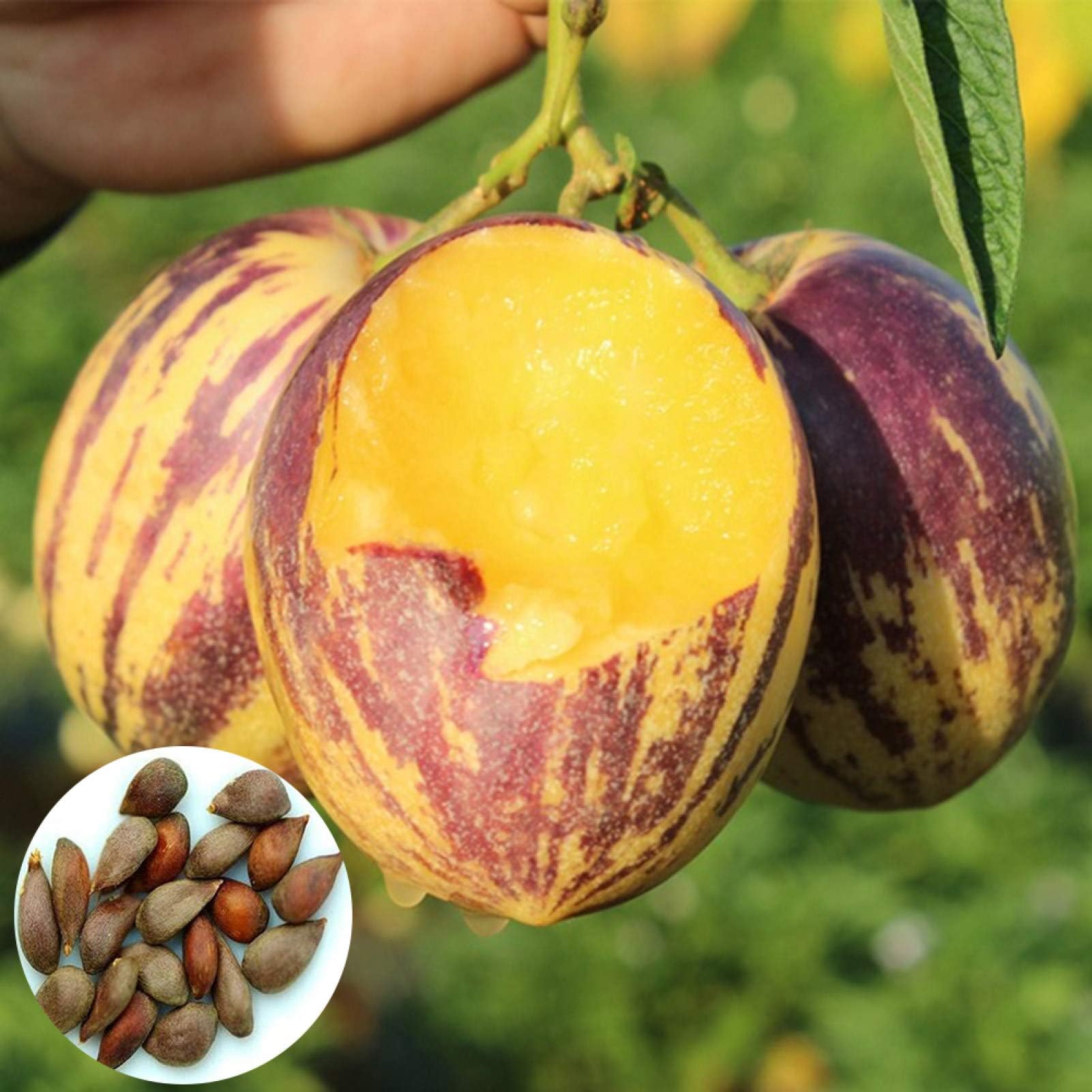 ZHOUBAA Seeds for Planting,50Pcs Pepino Seeds Sweet Melon Fruit Muricatum Bonsai Garden Yard Plant - Pepino Seeds