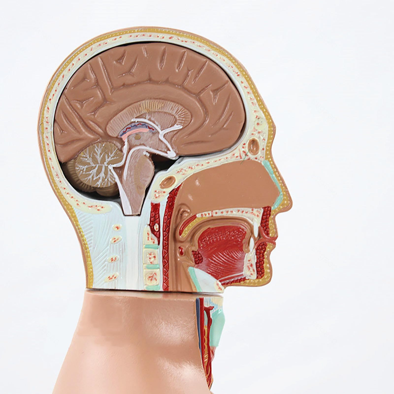 頭部模型 解剖学的構造 人体模型 頭部断面模型 ソムソ社