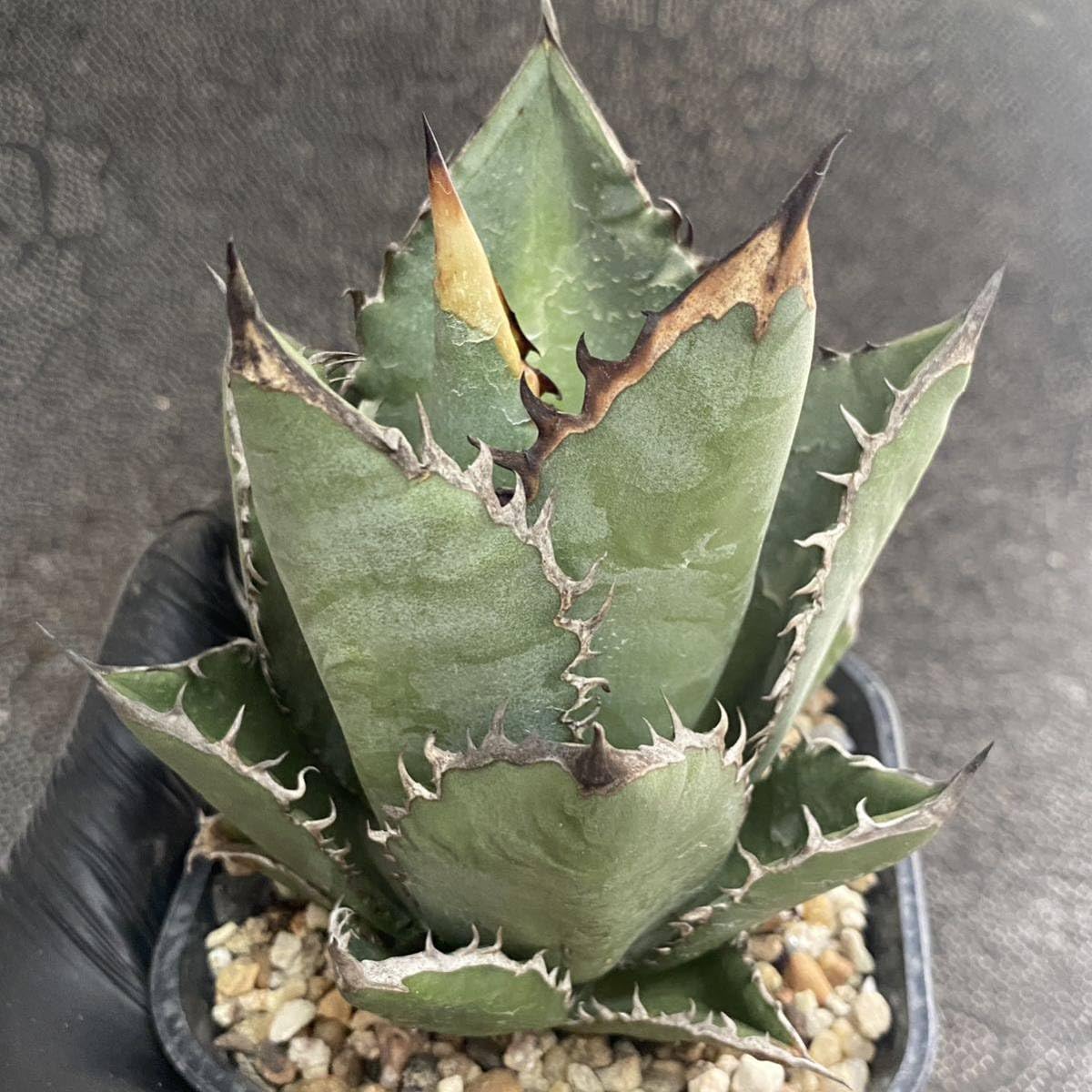 Amazon.co.jp: 多肉植物アガベ チタノタ ブラックファイヤー 黒