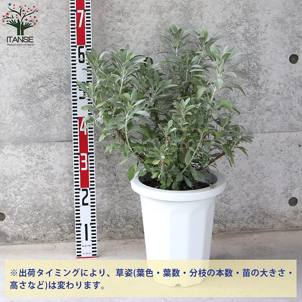 Amazon.co.jp: ホワイトセージ8号大苗【品種で選べるハーブ苗/8号鉢