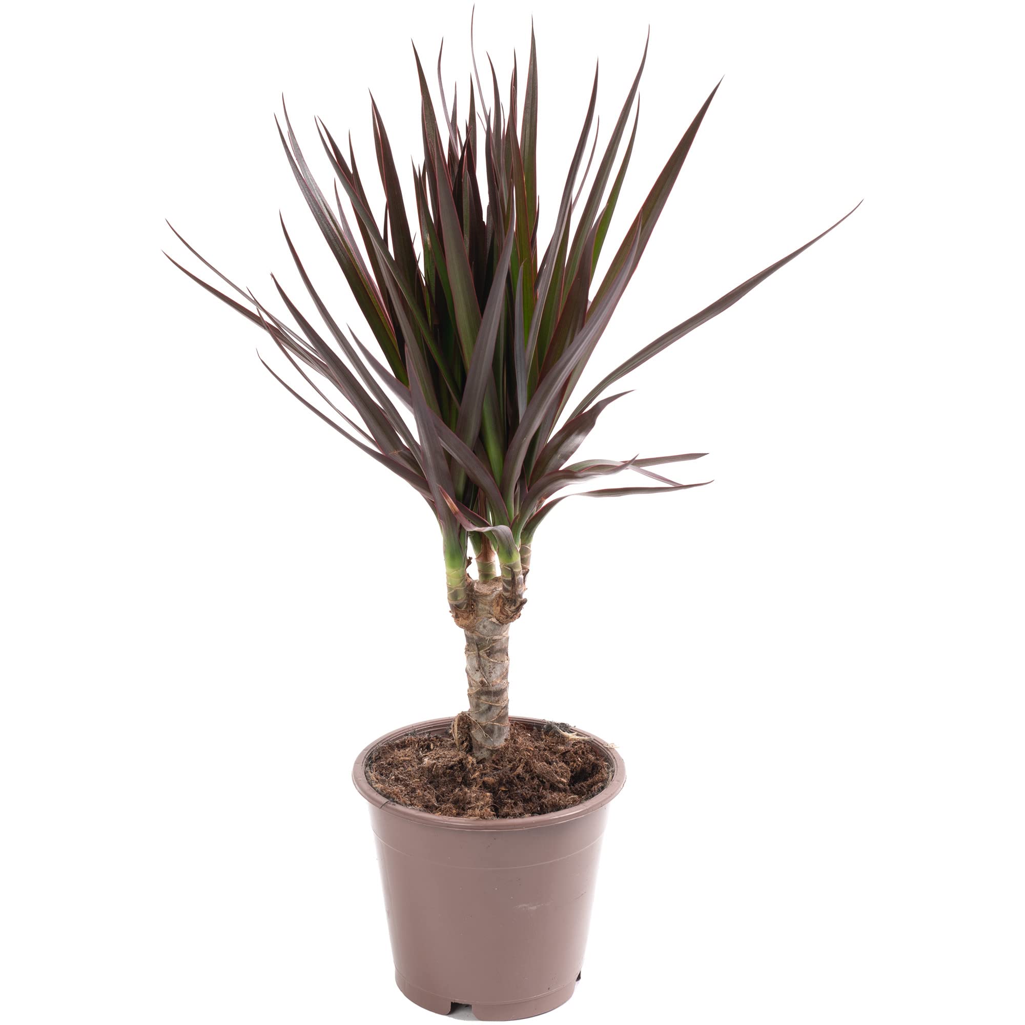 Dragon Tree Large Indoor House Plant Real Evergreen Tall Exotic Big Rare Plants (30-40cm (Incl. Pot))
