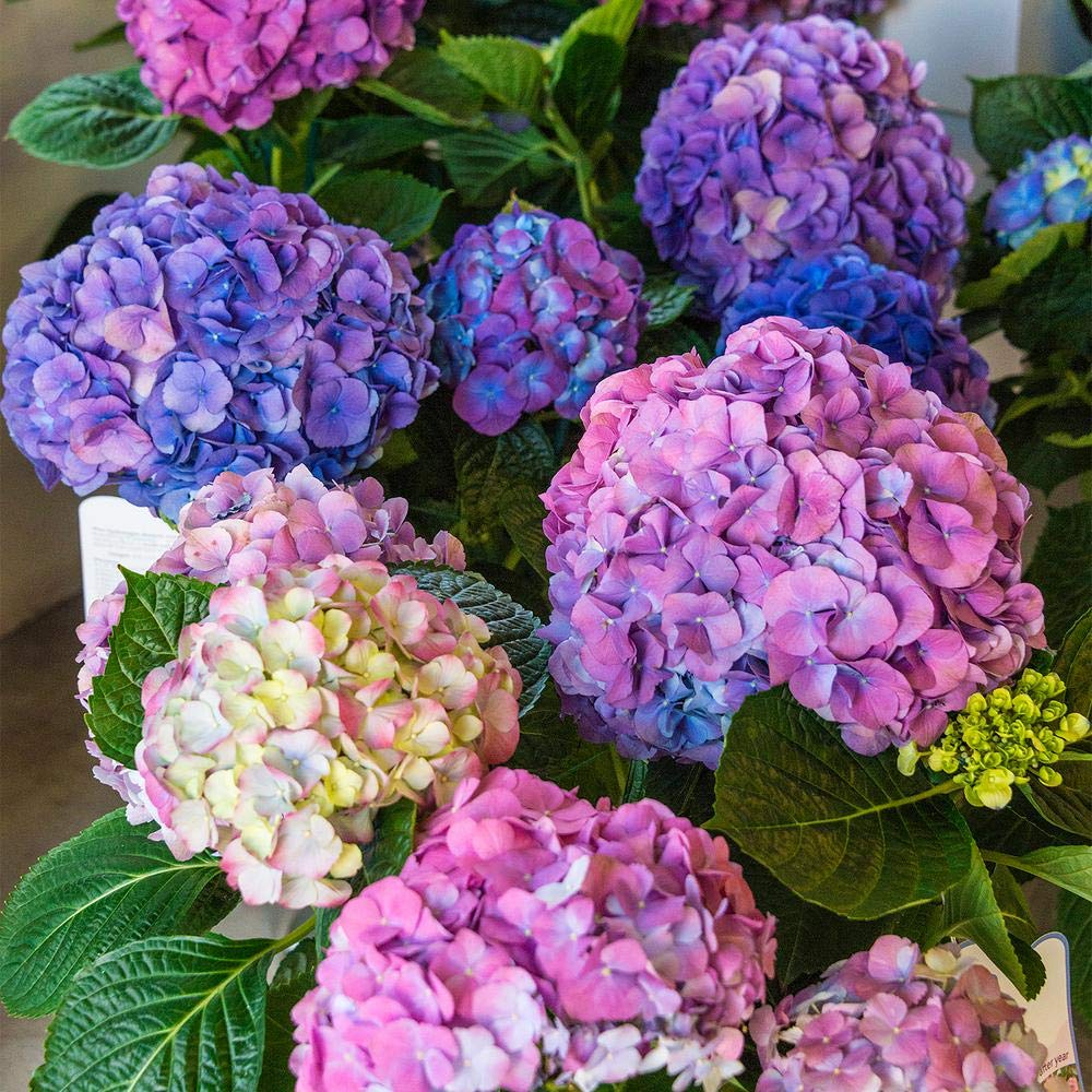 ROYAL LAND Rare Dwarf Hydrangea macrophylla Blue Pink Hydrangea 1 Healthy Live Plant On Poly Bag