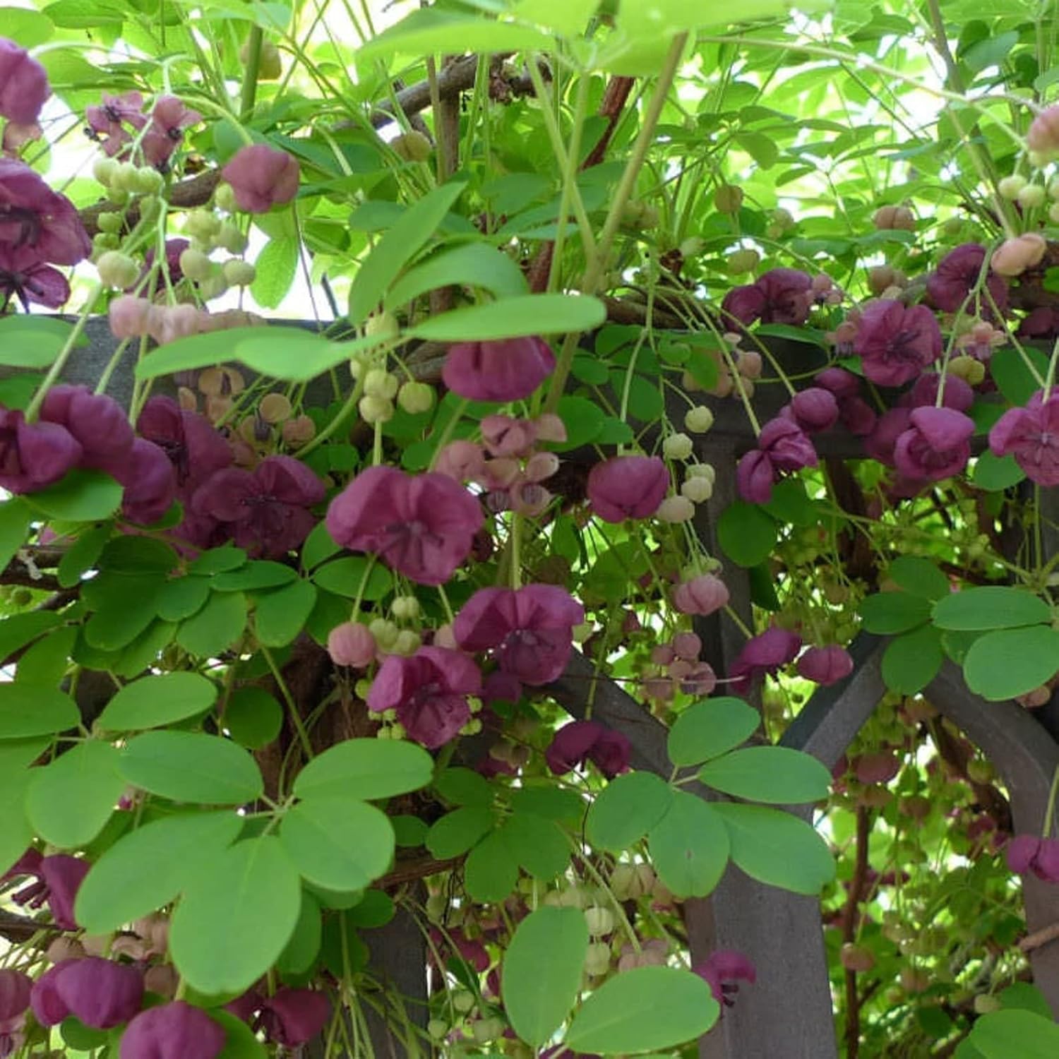 Chocolate Vine Seeds (Akebia quinata) (MRO) Packet of 3