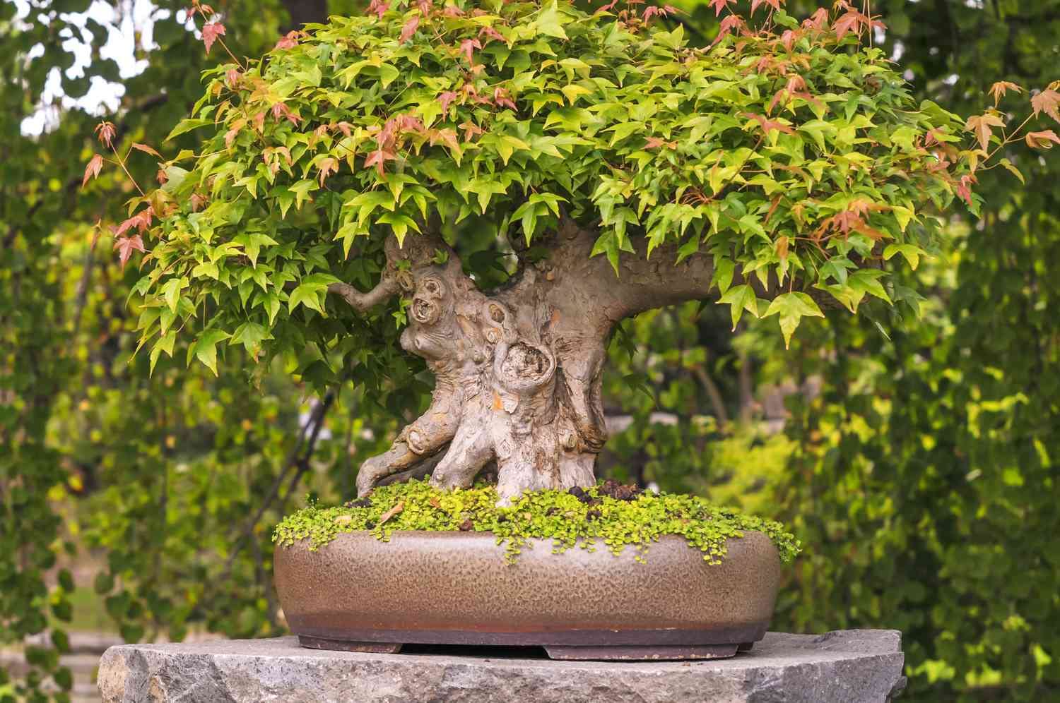 M-Tech Gardens New Rare Maple " Japanese Maple " Exotic 10 Tree Seeds for Growing (B0CP6Y9653) Amazon Price History, Amazon Price Tracker