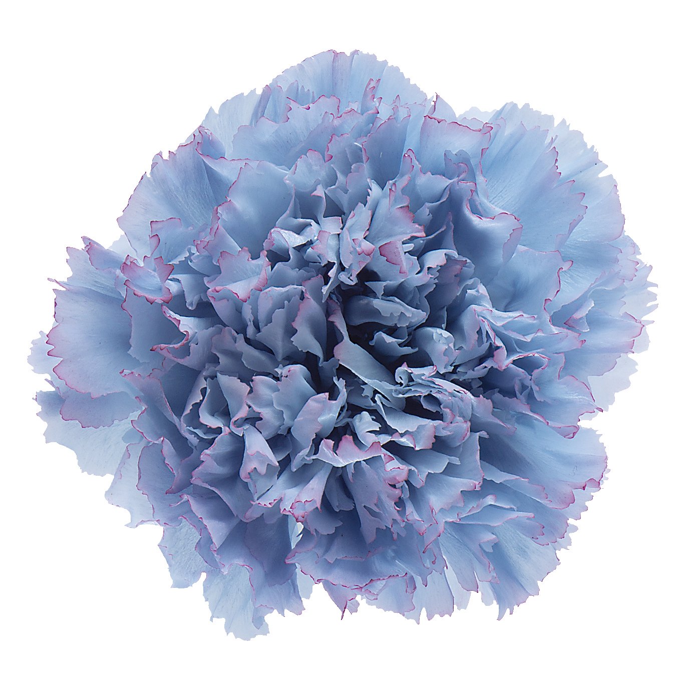 Amazon.com: Daichi Farm Preserved Flower Carnation, Made in Japan