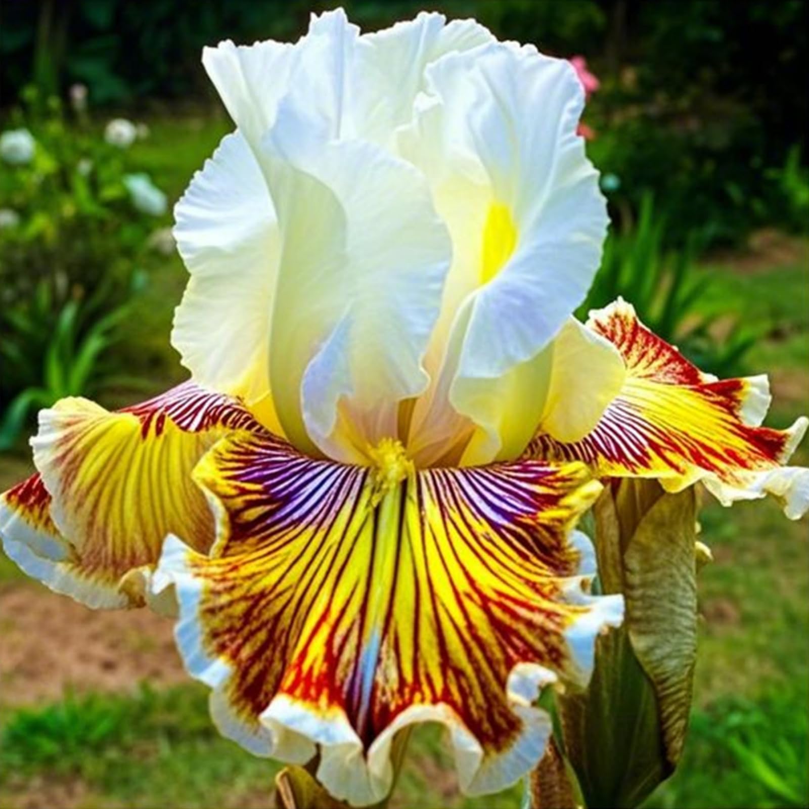 Iris Bulbs for Planting, Wedding, Now UK, Perfect UK Now, Perennial, Garden Flowers, Iris Bulbs, Simple Planting,-5bulb-k