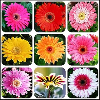 Flower Seeds 200 Seeds Mixed Garden Seeds Flower Native Texas Indian Blanket Wildflower Perennial