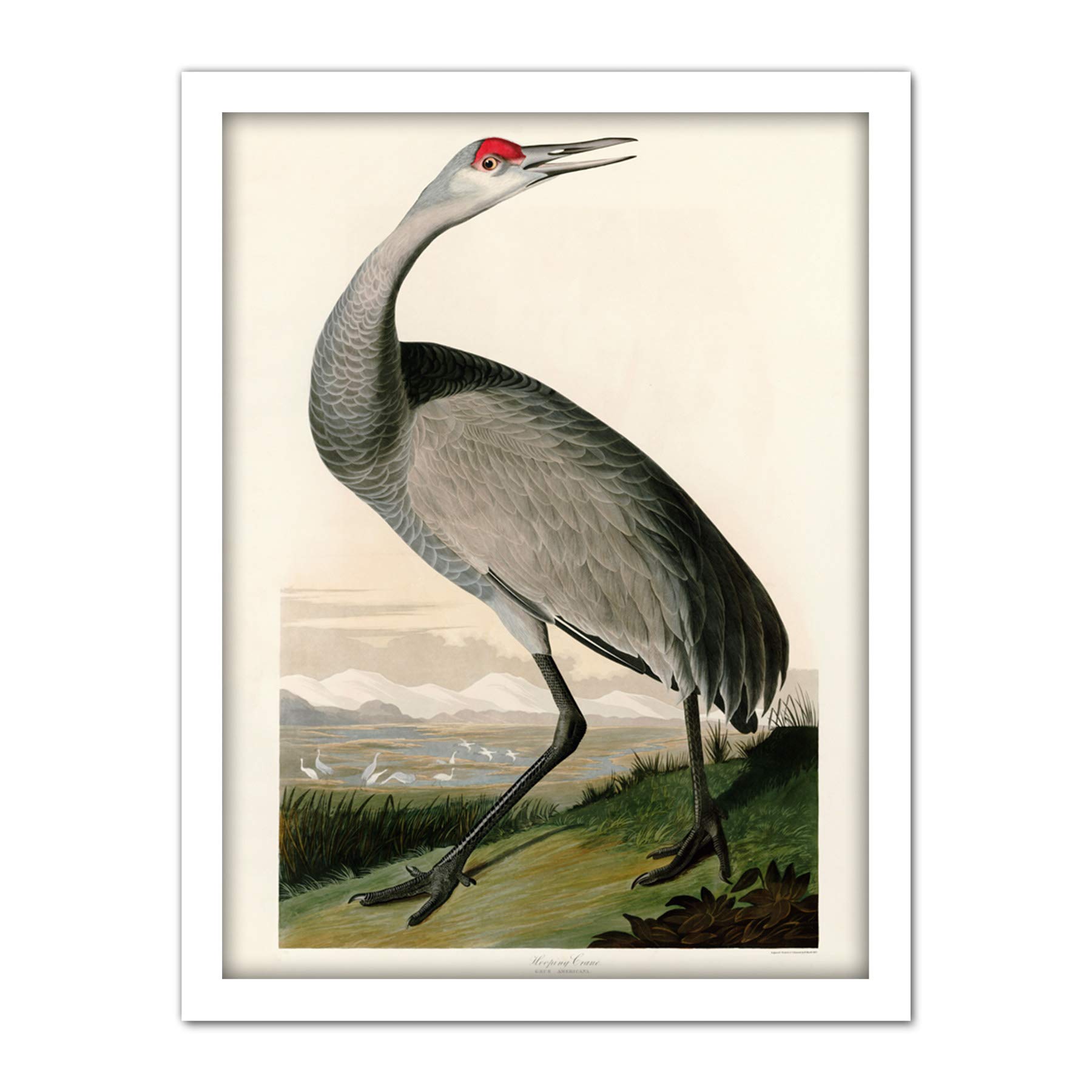 Artery8 Audubon Birds Crane Nature Painting Artwork Framed Wall Art Print 18X24 Inch