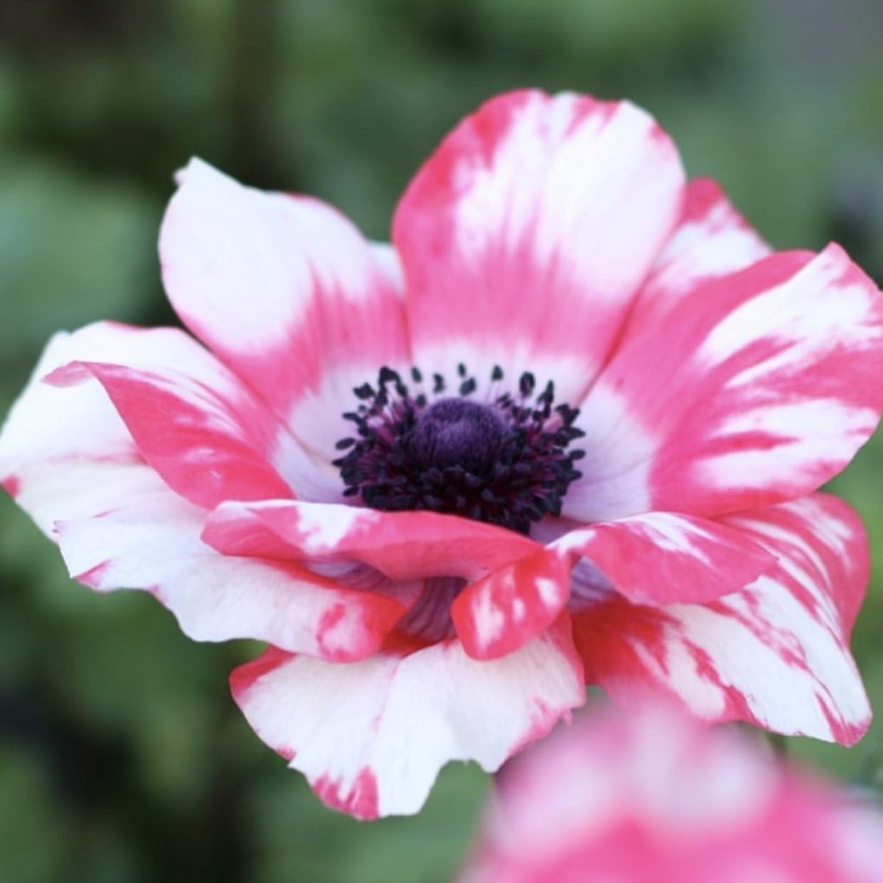 Easy to Grow Italian Anemone 'Mistral Tigre' Plant Bulbs (10 Pack) - Rare Beautiful Pink & White Splashed Flowering Blooms in Spring Gardens