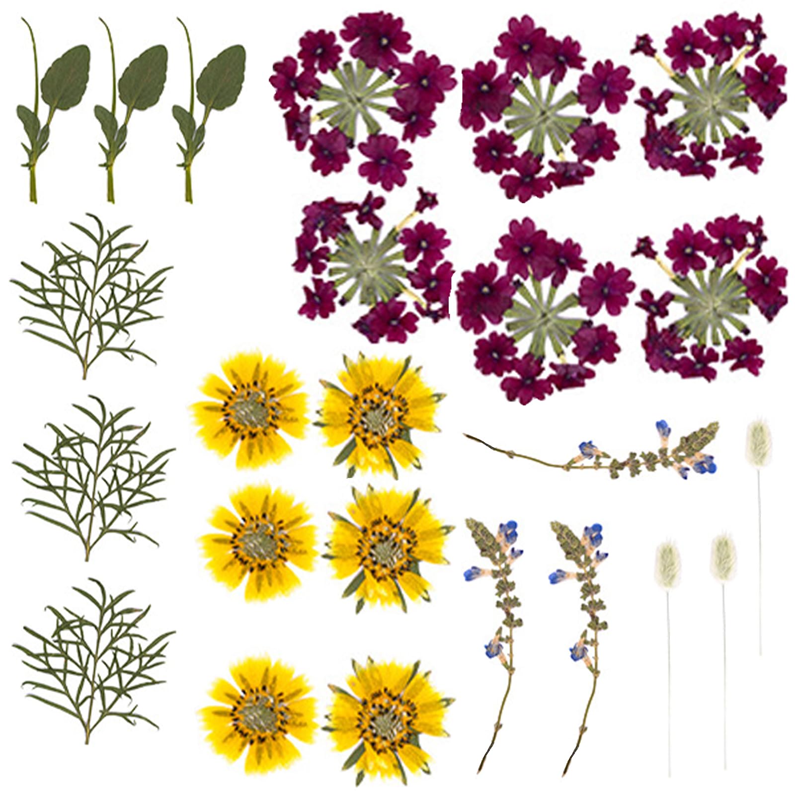 Carotoe E Caroto 18Pieces Dried Flower Art Supplies For Cards Creativ And Permanent Plant Displays Creativ Flower Projects