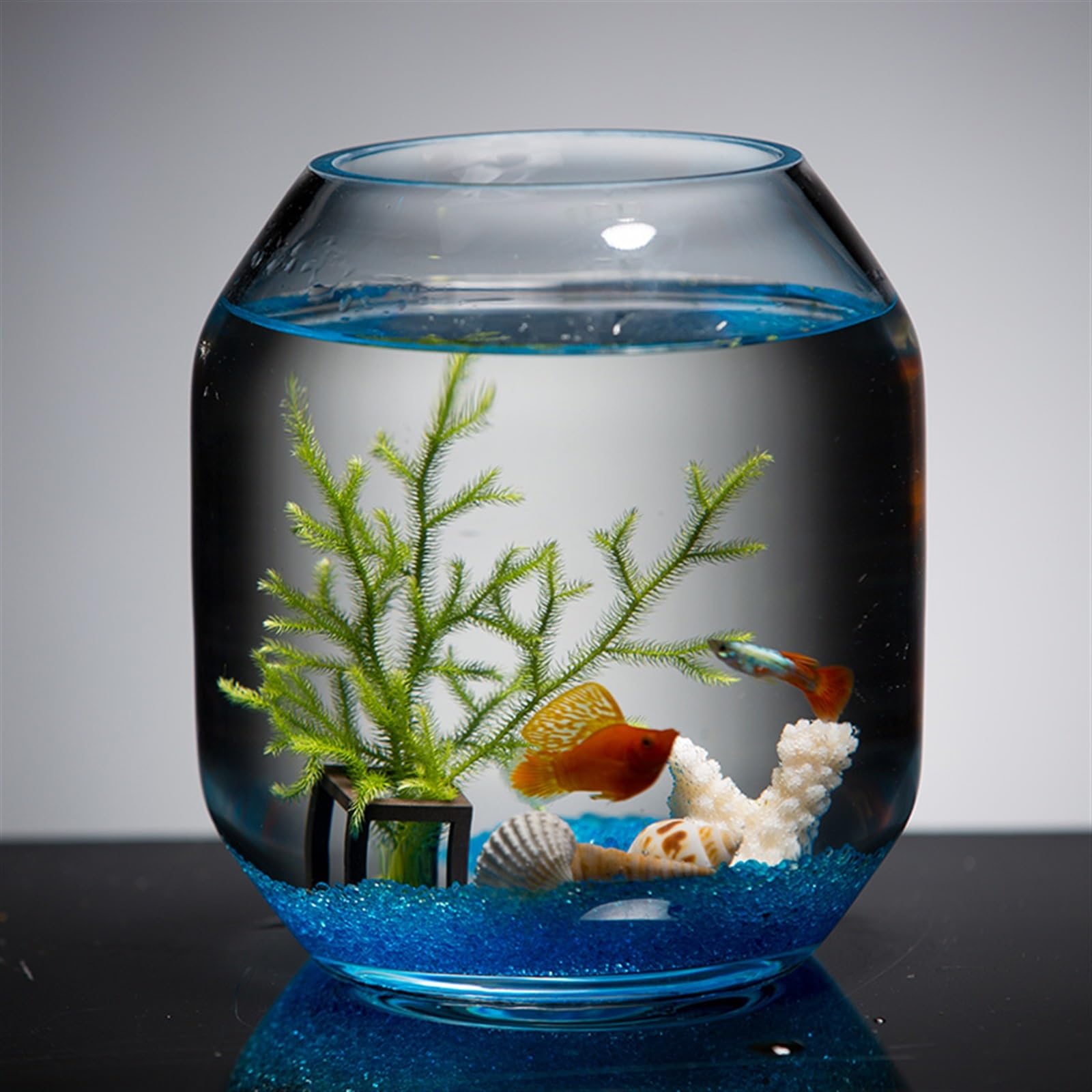 Boccia per pesci d'acquario Acquario for pesci in vetro trasparente for allevamento di piccoli Serbatoio for decorativo for soggiorno da tavolo Mini acquario