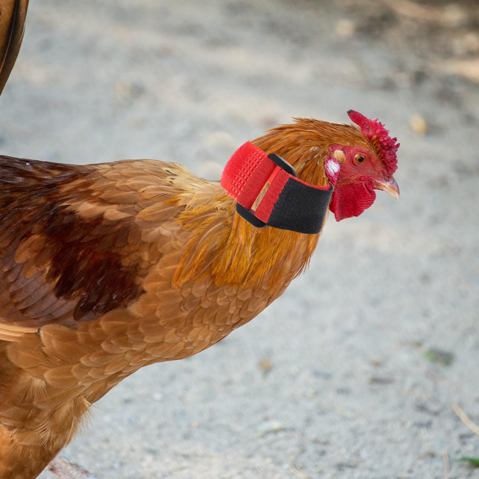 INOOMP 2-Pack -snag Rooster Collar No Crowing Collar for Poultry Noise-Reduction Neck Band Soft Material Adjustable Fit