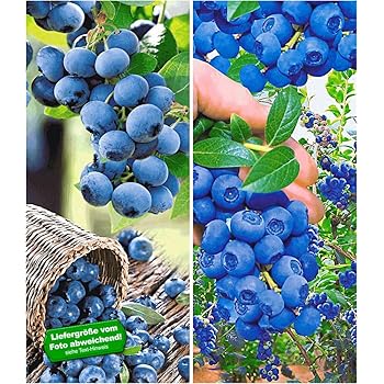 Baldur Garten Heidelbeer Sortiment Trauben Heidelbeere Reka Und Heidelbeere Hortblue Blaubeeren Heidelbeeren Pflanze 2 Pflanzen Vaccinium Corymbosum Reichtragend Amazon De Garten