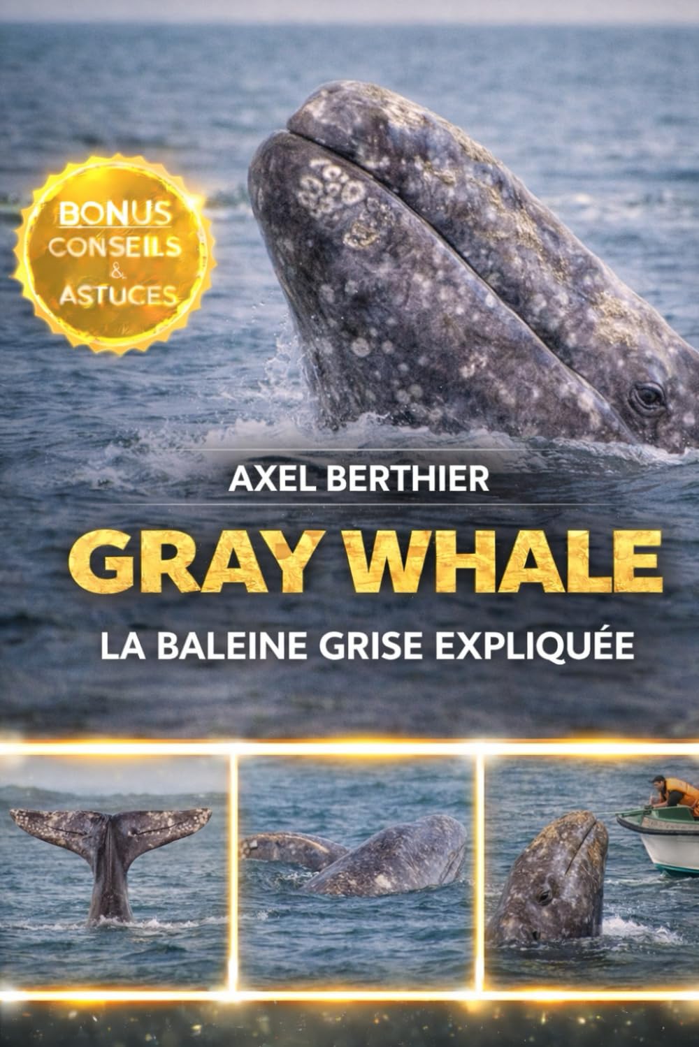 Gray Whale la baleine grise expliquée