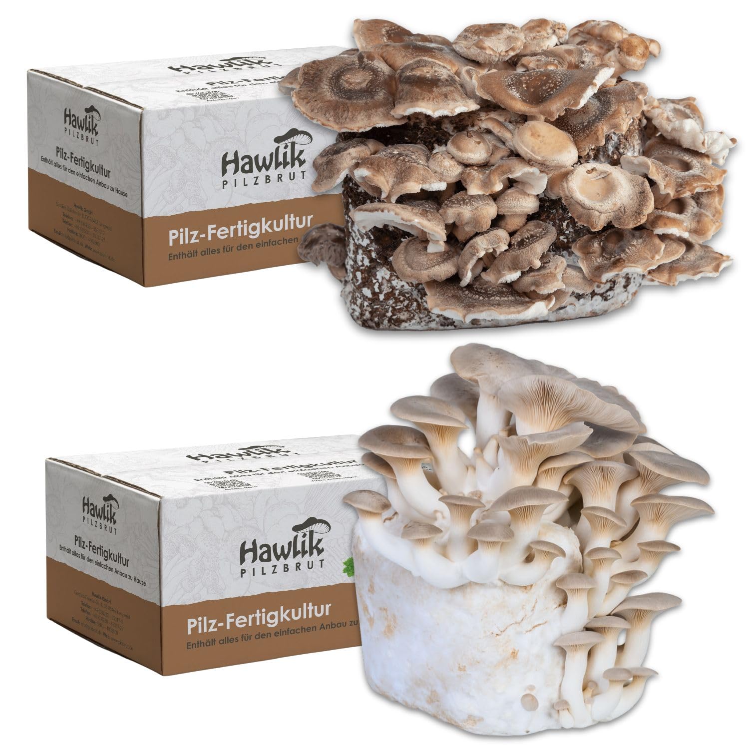 Hawlik Bio Enoki Pilzzucht Set - B-Ware Mit Bereits Wachsenden Pilzen Für Schnelle Ernte