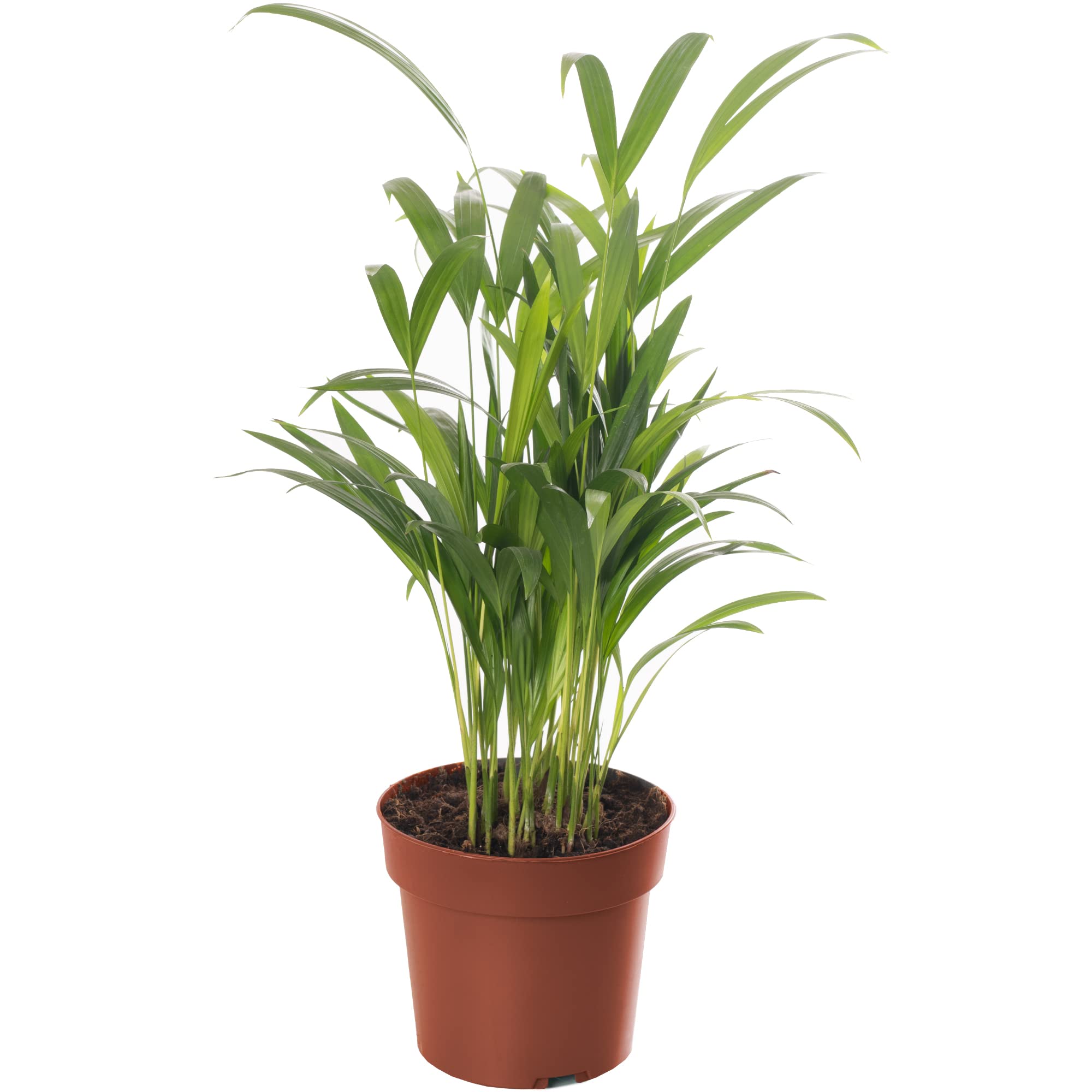 bio saatgut shop BIO Saatgut Selbstversorger-Box – Biogartenladen