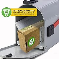 Vista 6 de Wellspring Gardens Playtcerium bifurcatum - Planta de interior fácil para interiores y exteriores - Helechos tropicales en macetas o montados