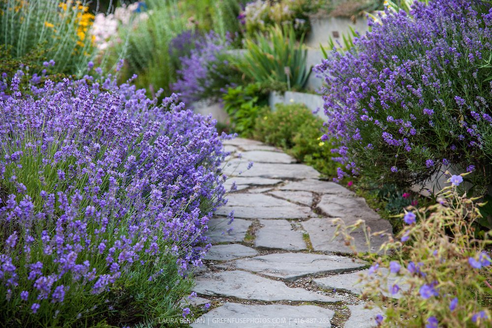 Stauden Gänge 10 x Lavandula angustifolia 'Munstead' Echter Lavendel | Echter Lavendel 'Munstead' – winterhart, duftend & bienenfreundlich für sonnige Beete, mehrjährig, 9x9 cm Topf