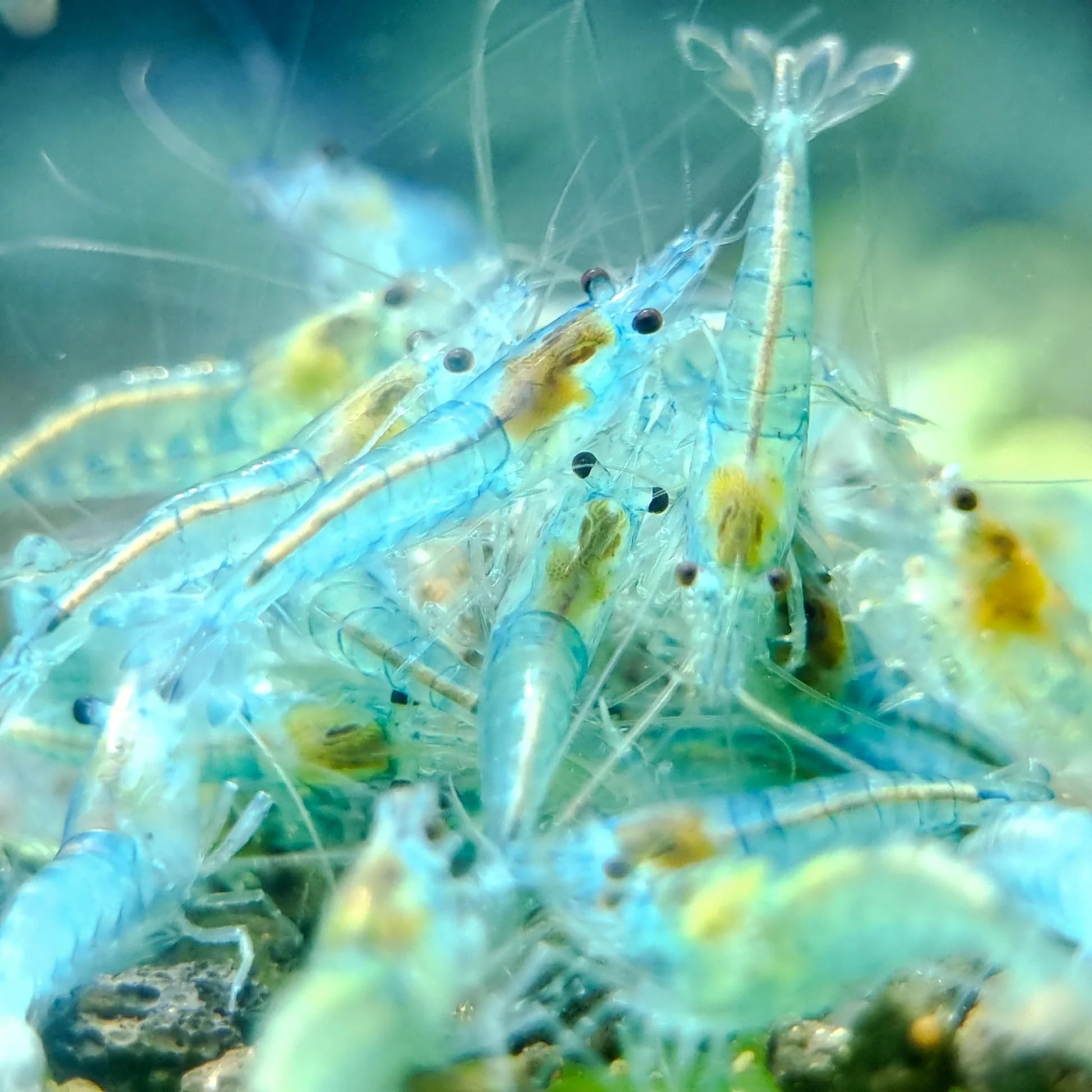 AquaBreedingSkill Lot de 10 Crevettes Blue Jelly – Crevettes Vivantes pour Aquarium – Naines Neocaridina, Habitants Pacifiques pour Aquariums, Taille 1,5-2 cm