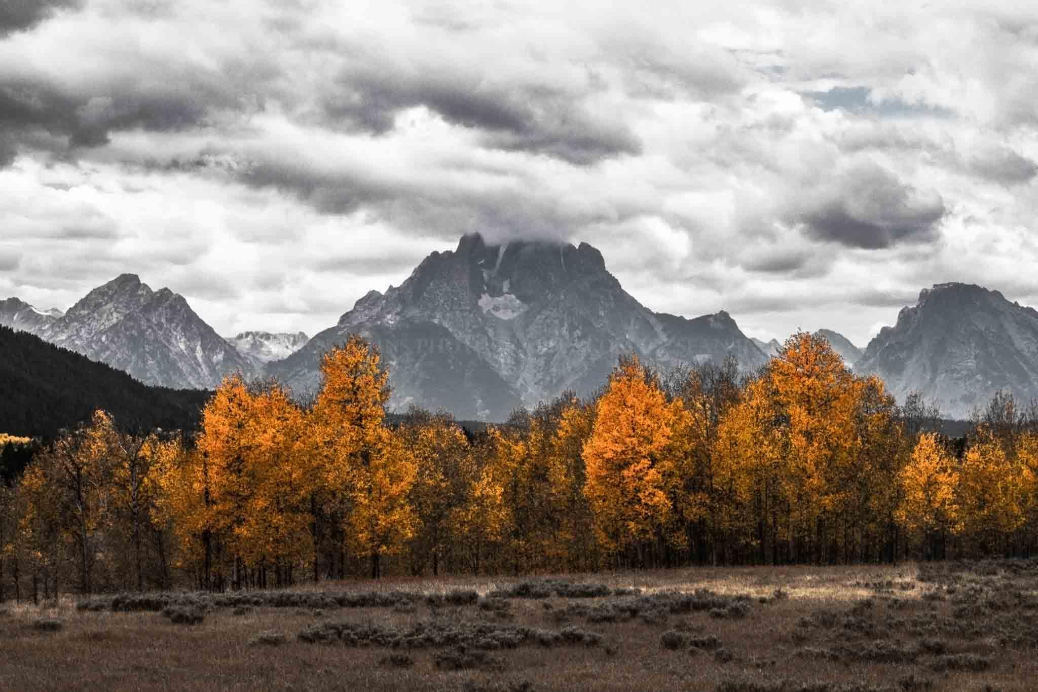 Western Photography Print (Not Framed) Picture of Golden Aspen Trees and Mount Moran in Black and White in Grand Teton National Park Wyoming Rocky Mountain Wall Art Modern Nature Decor (16
