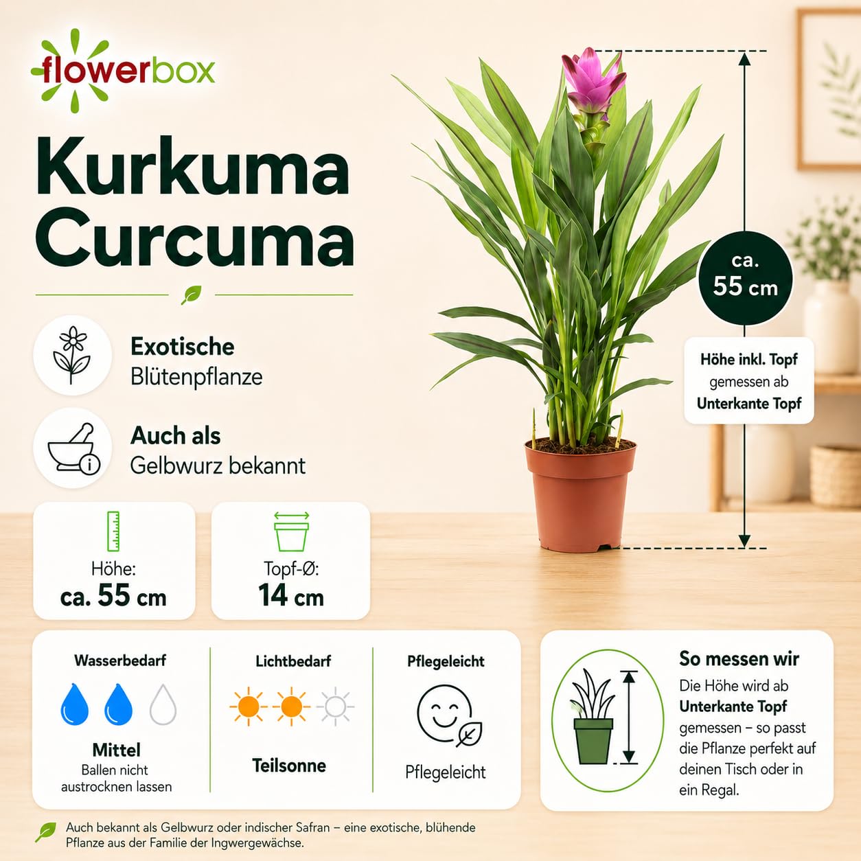 Curcuma – Vera pianta d'appartamento, curcuma – altezza ca. 55 cm, diametro vaso 14 cm