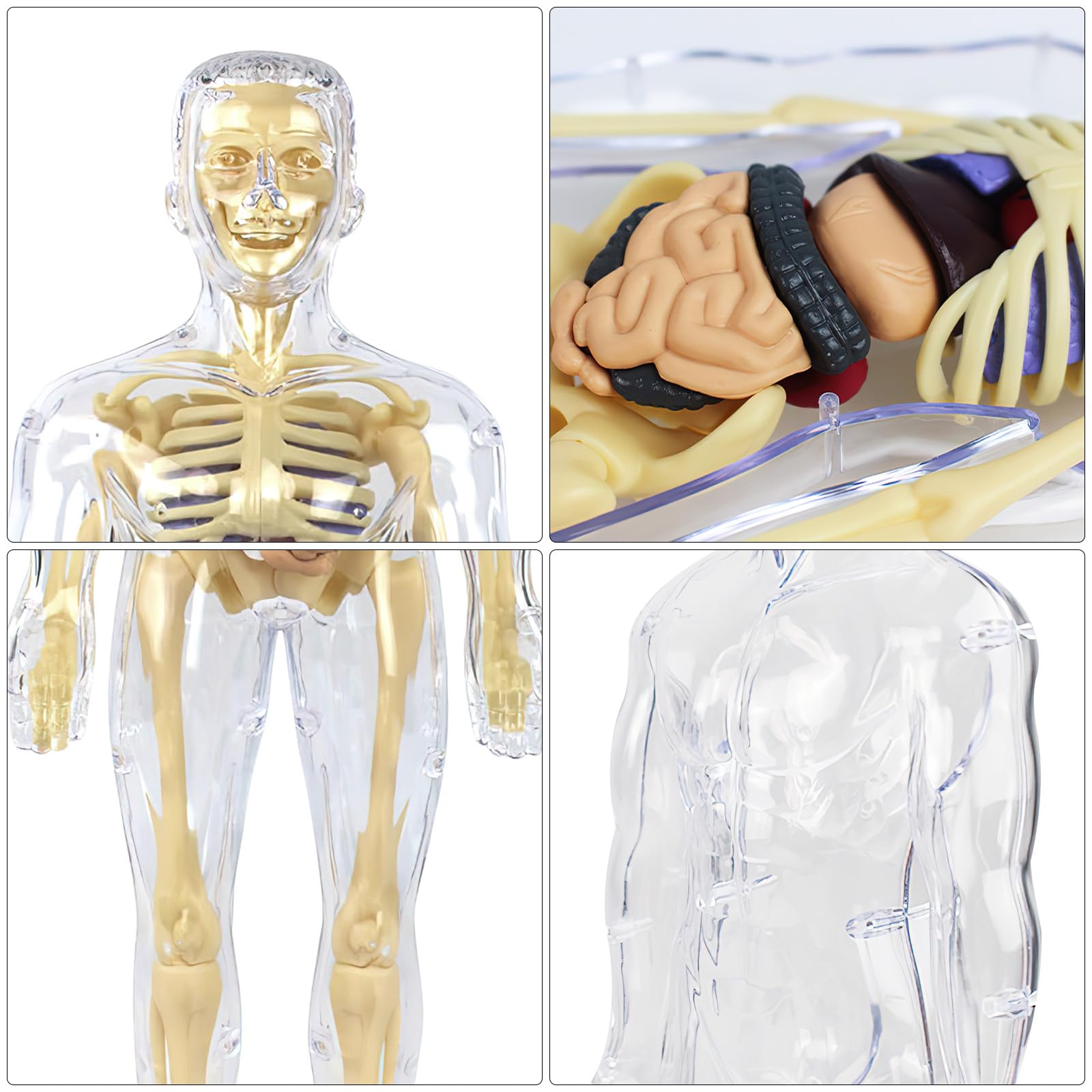 Anatomiczny model tułowia 3D, szkielet ludzkiego ciała, model edukacyjny dla dzieci, przedszkolna