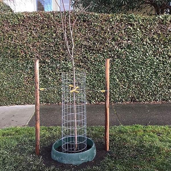 Wayside Gardens Greenwell Water Saver, X-Large by Wayside Gardens - Used condition - Image 5