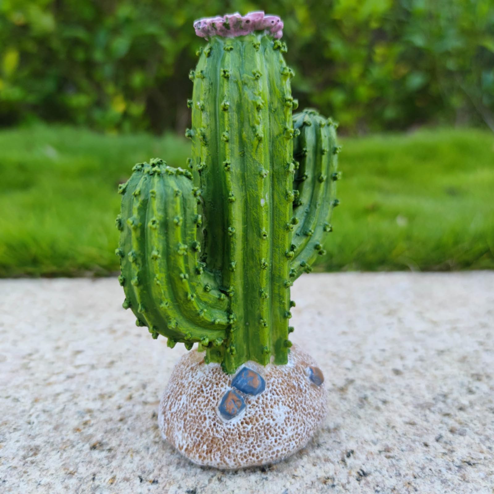 riviva kaktus Buy Rebutia pulvinosa 'Crown Cactus' (Orange flowers) Australia main image 1