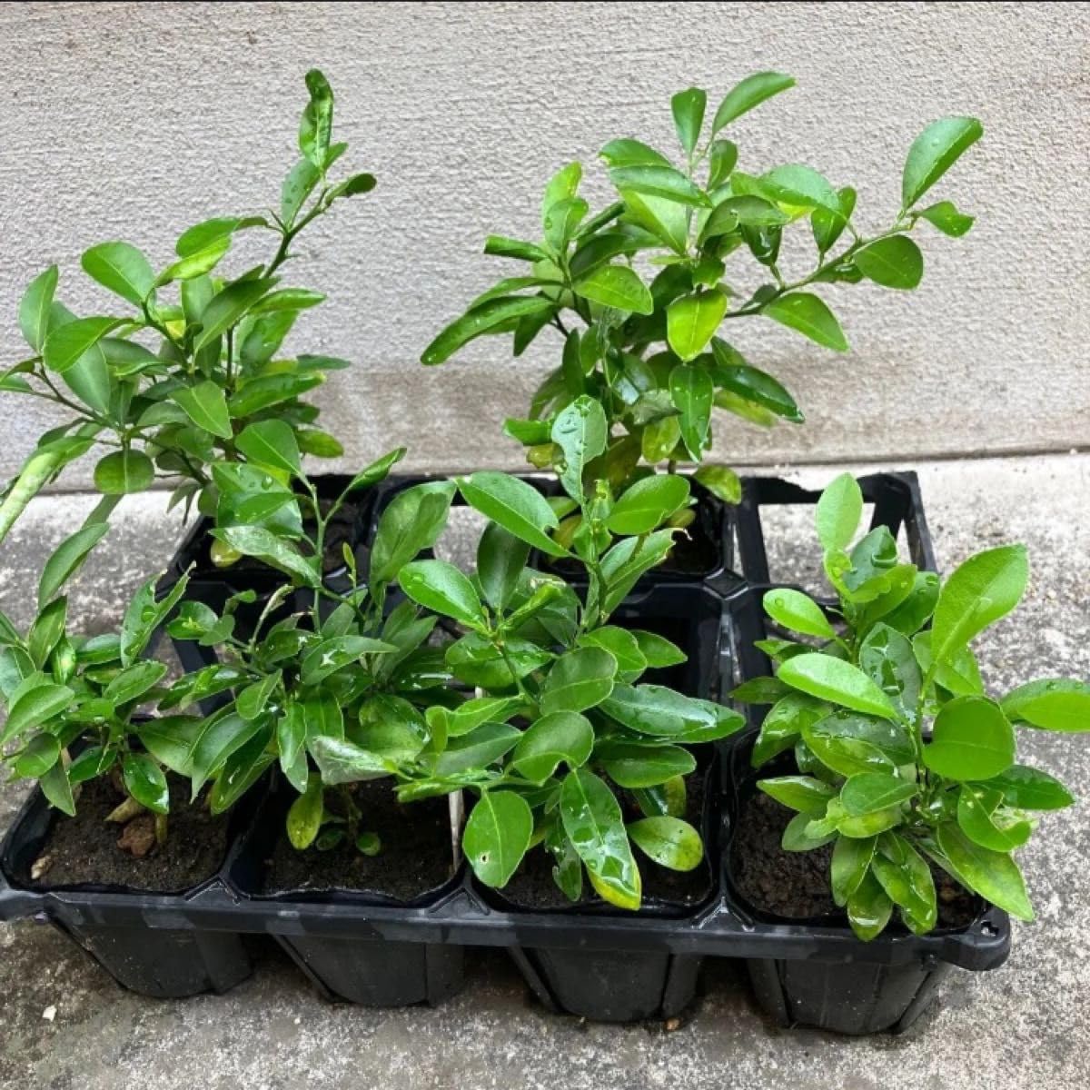 バラ苗挿し木苗 N*l様 1苗のみ 和バラ 挿し木苗 バラ苗 1苗のみ