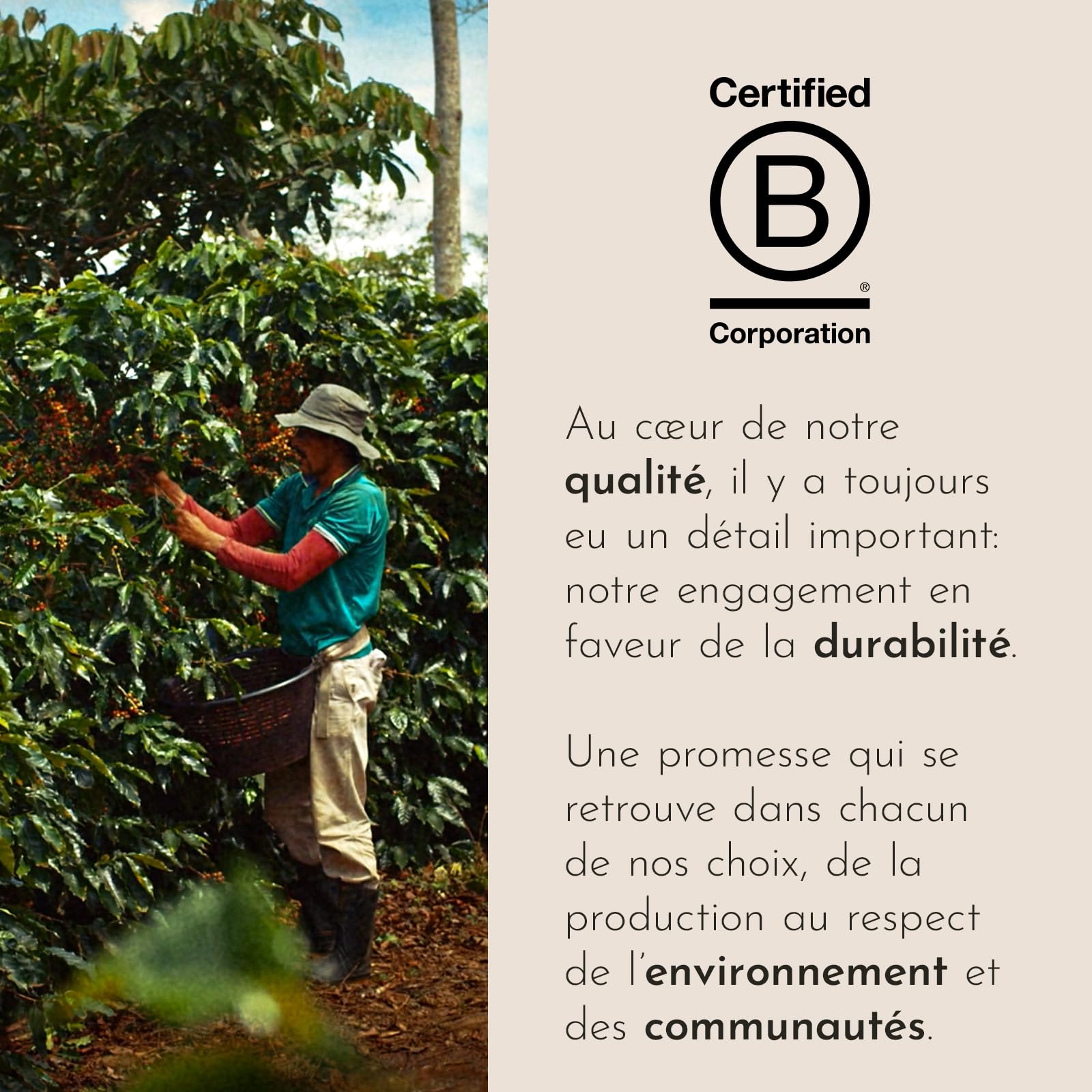 illy, Café en Capsules Compatibles CLASSICO Lungo, 100 Capsules au Total | En Aluminium, 100% Arabica avec des Notes de Fleur d'Oranger et de Jasmin, Goût Doux, 10 Paquets de 10