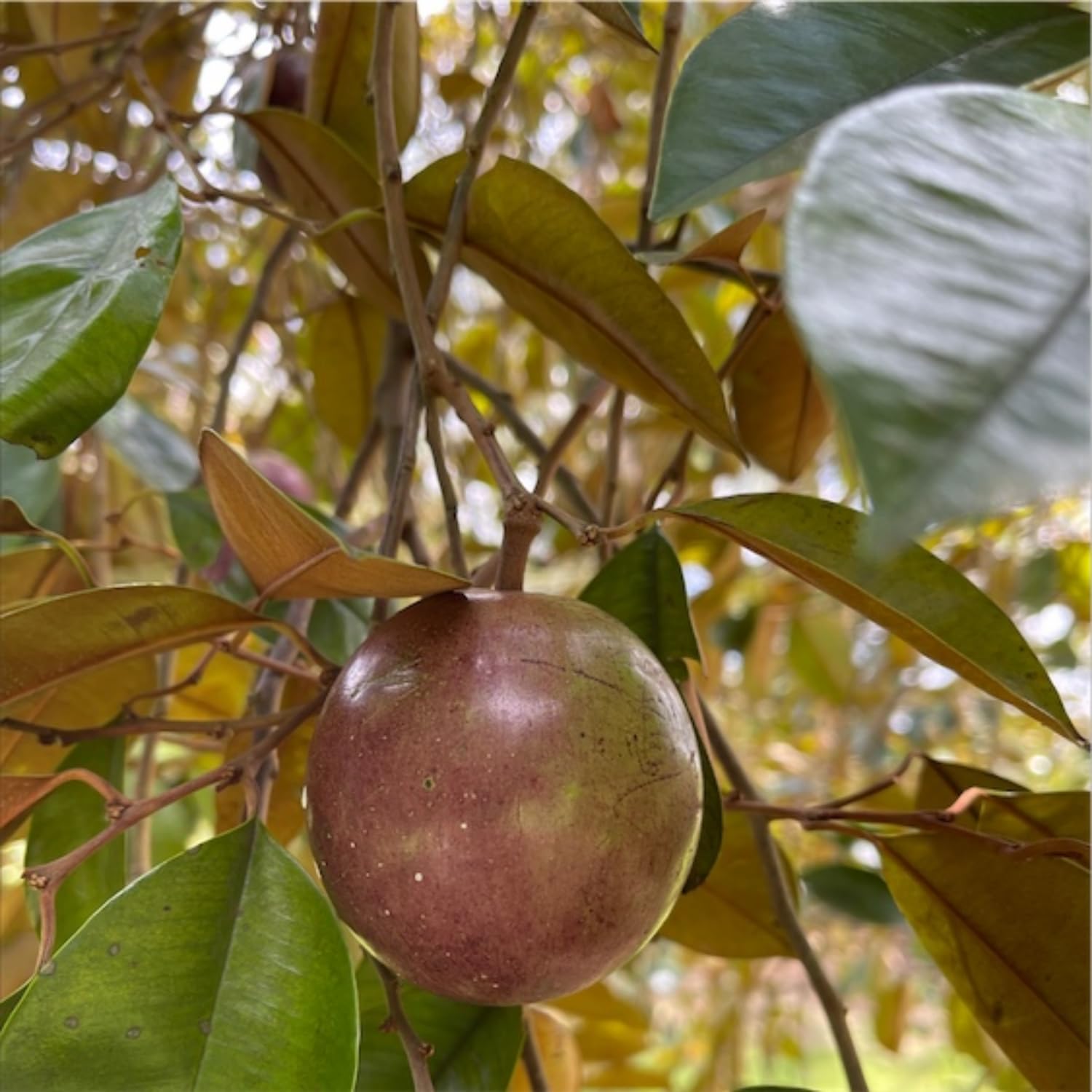 Hug A Plant | Star Apple/Milk fruit/Golden Leaf Tree (Arlo Chrysophyllum cainito) Fruit Live Plant (Home & Garden) (B0C94G79RN) Amazon Price History, Amazon Price Tracker