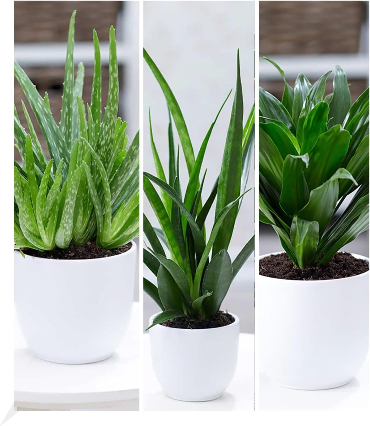 BALDUR Garten ZimmerpflanzenMix Grüne Lieblinge, 3 Pflanzen