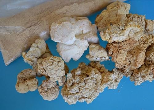 Miniatura 4 de Hongo de leche de tigre (Lignosus rhinocerus), suplemento de apoyo pulmonar