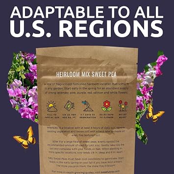 Sweet Pea Seeds Heirloom Mix - Bulk 1/4 Pound Bag - Over 1,400 Seeds - Large Fragrant Lavender, Purple, Red, Pink and White Blooms