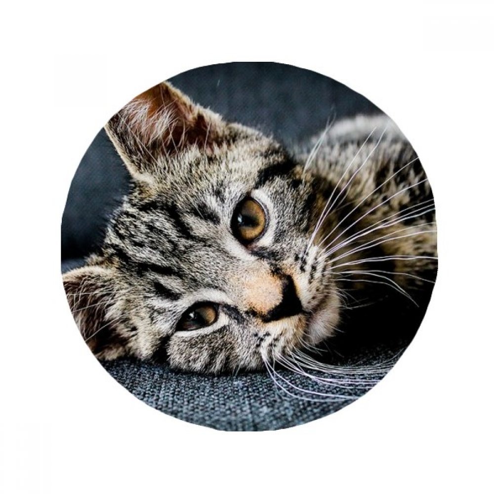 Tapis de sol chat antidérapant pour créer un coin détente chaleureux dans votre salon