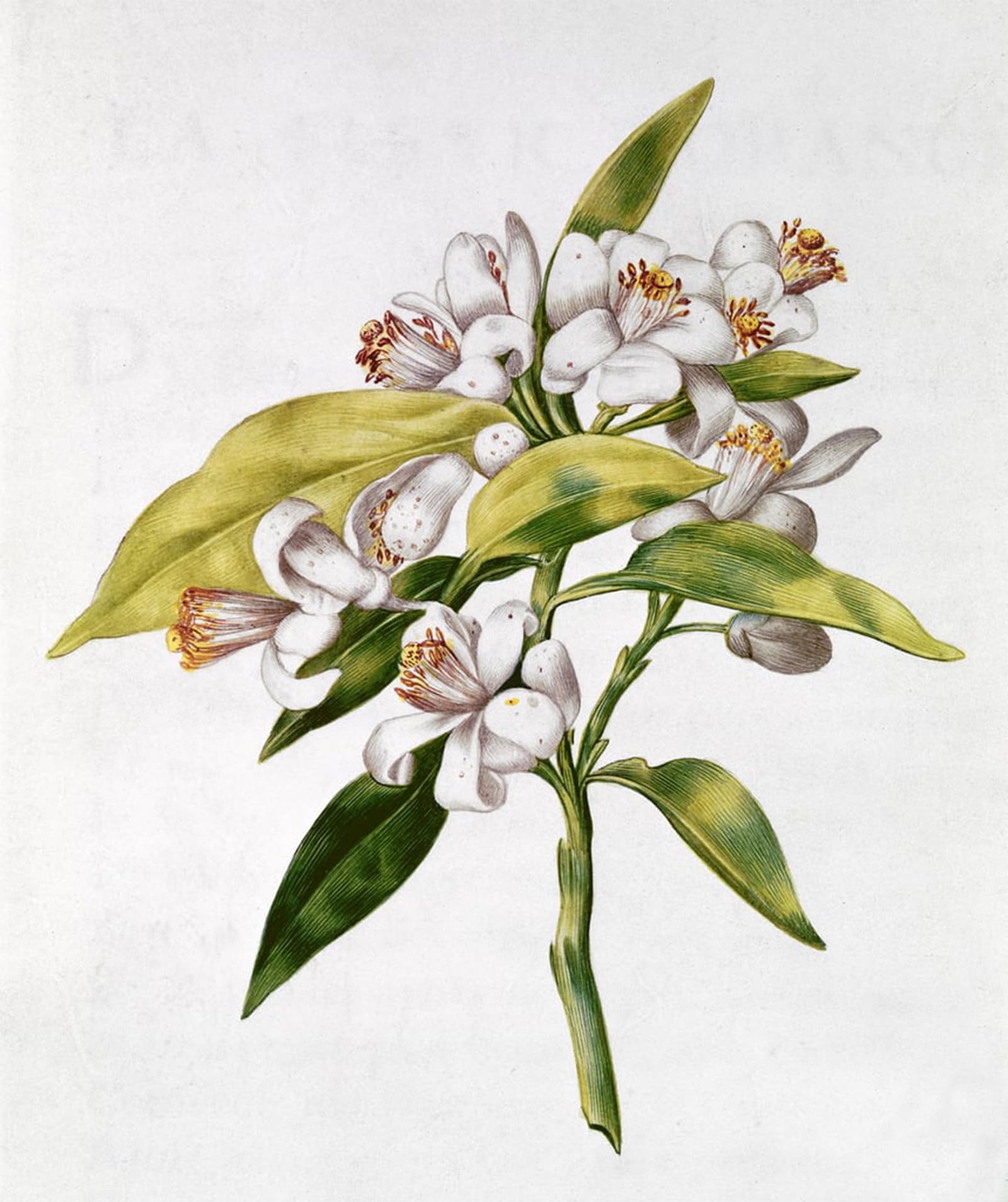 ARTXLXXBN Famous Prints Artwork Pictures Poster Painting Art Fol Orange Tree Flower From Julie's Garland by Nicolas Robert Artwork Landscape Pictures for Home Decor 60x90cm