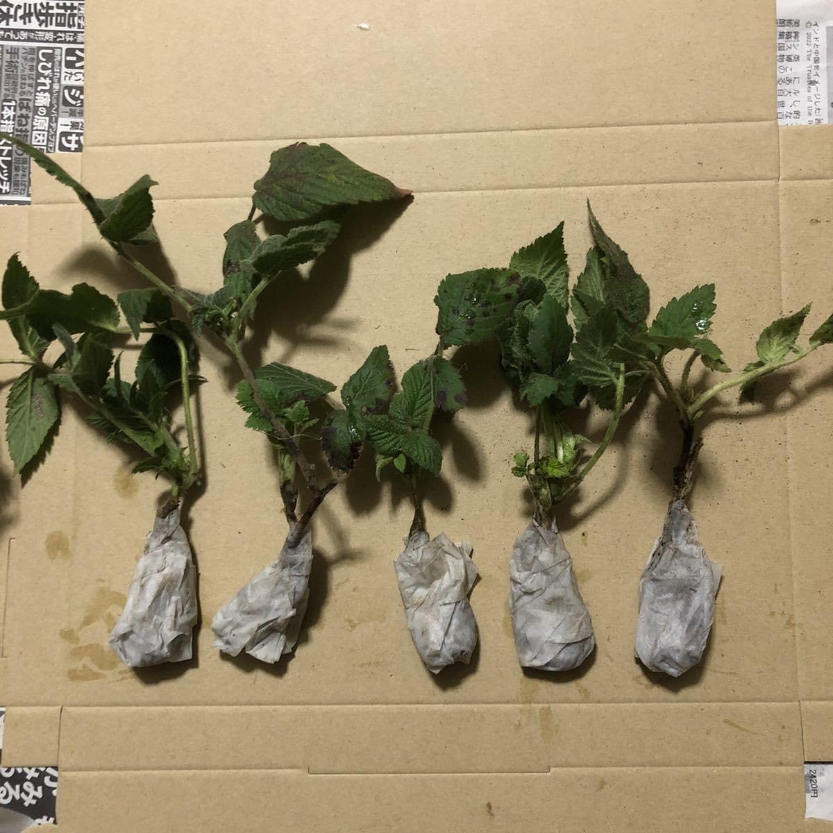 Amazon.co.jp: 木苺苗3株美味しい草苺の苗キイチゴの苺の抜き苗 栽培
