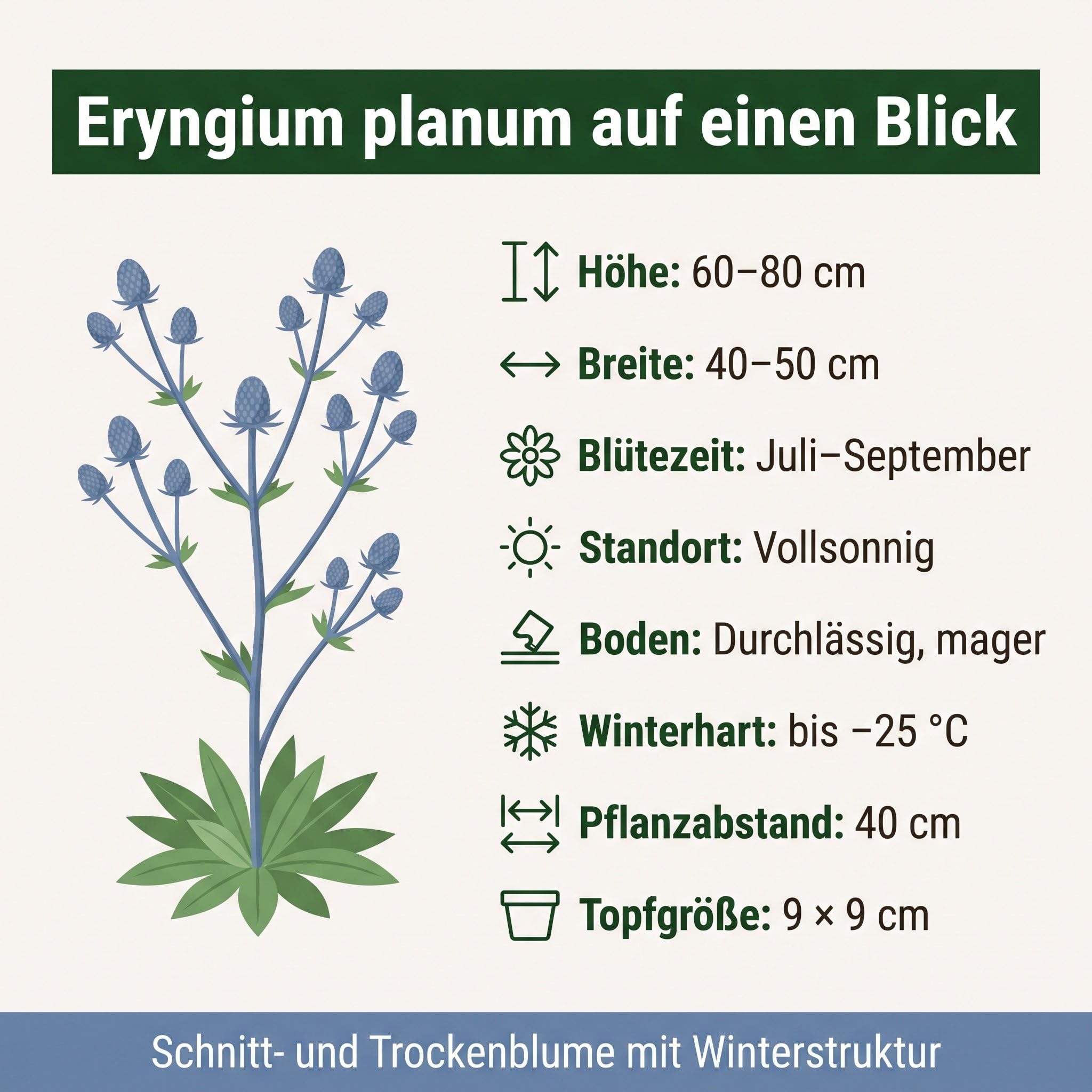 Stauden Gänge 10 x Eryngium planum Flachblatt-Mannstreu Edeldistel
