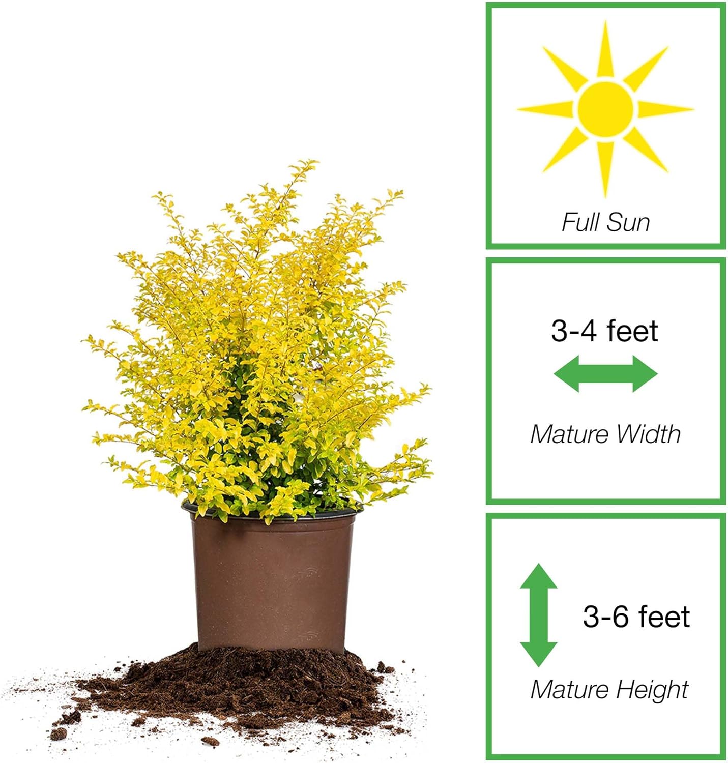 Perfect Plants Sunshine Ligustrum Shrub in 1 Gal. Grower's Pot | Evergreen Shrub with Stunning Vibrant Yellow Foliage