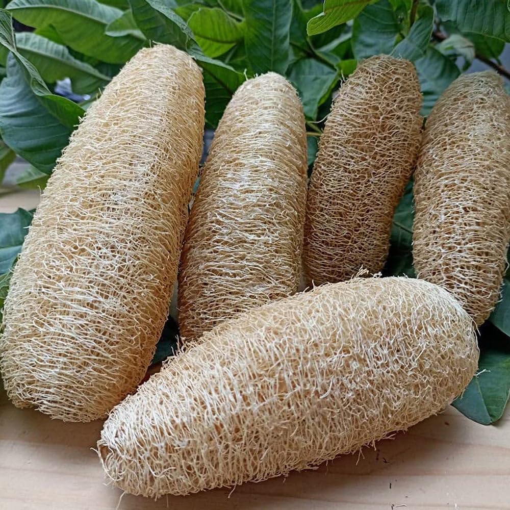Pack of 5 Sun Dried Bath Loofah for Men & Women | Body Sponge & Scrubber | Remove Skin Dead Cells & Improve Blood Circulation, Control Anti-wrinkles-image-46