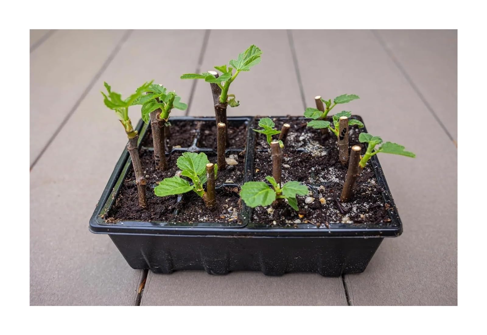 Plaque Semis Plateau de démarrage de graines avec dôme d'humidité réglable, Kit de Germination de Plantes à 36 cellules for Le Jardinage Domestique, Paquet de 3