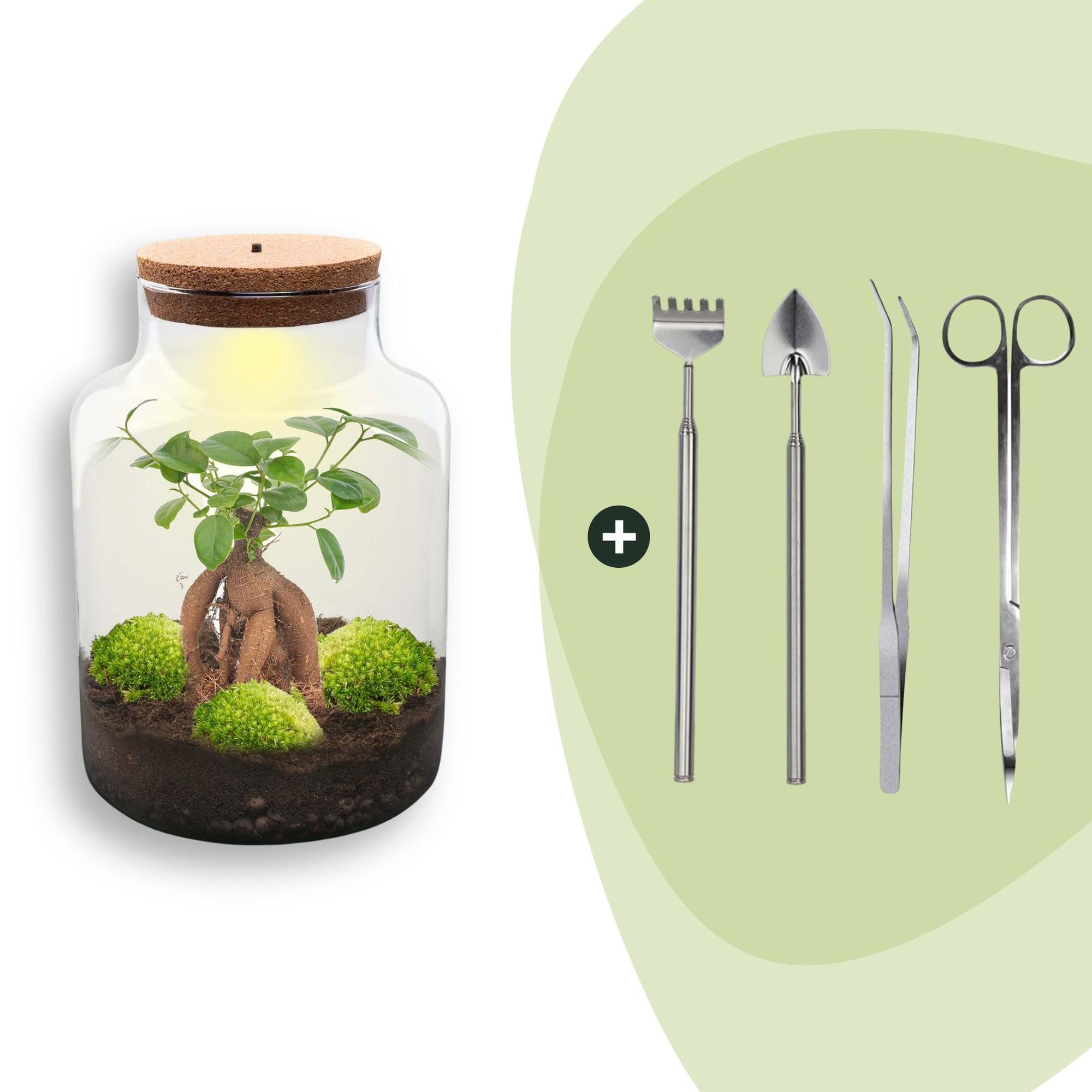 Terrario de Vidrio DIY con Luz, Bonsai, Verde, Ø 21x30 cm con Herramientas