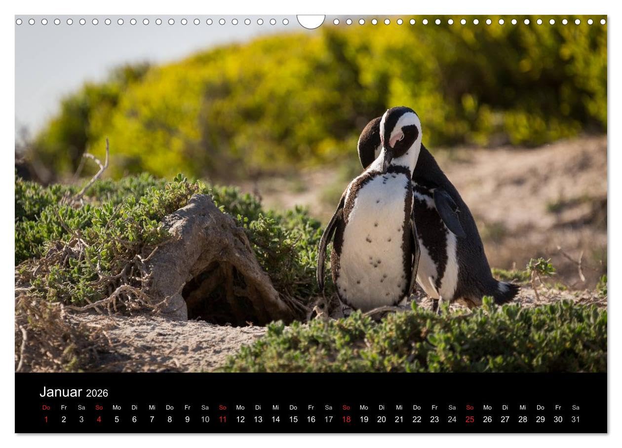 Wunderschönes Südafrika (Wandkalender 2026 DIN A3 quer), CALVENDO Monatskalender: Stimmungsvolle Aufnahmen aus dem wunderschönen Südafrika (CALVENDO Natur)