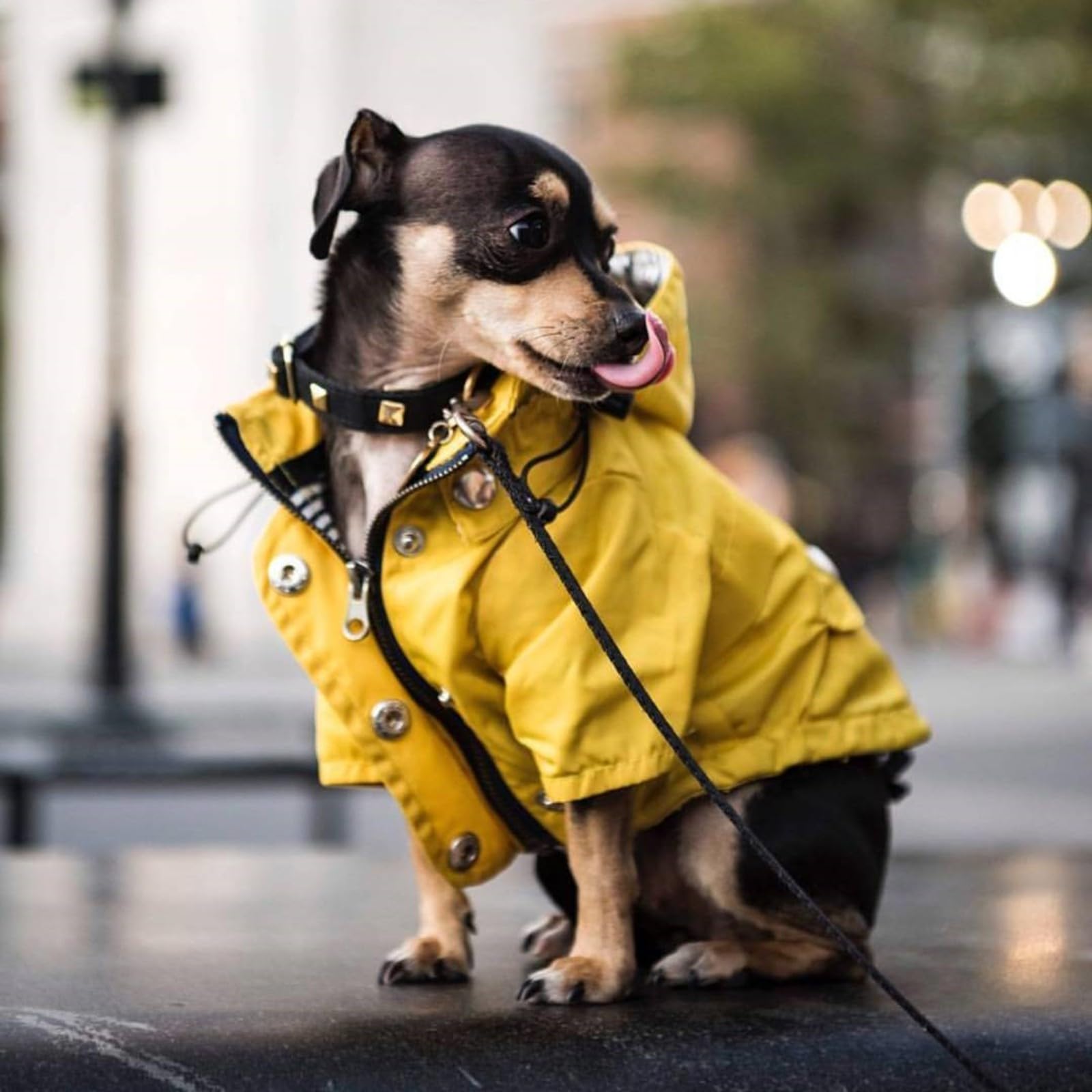 Impermeabile per cani, Impermeabile for cani da compagnia, impermeabile for cani, con cappuccio, regolabile, elegante, con cappuccio rimovibile for cani