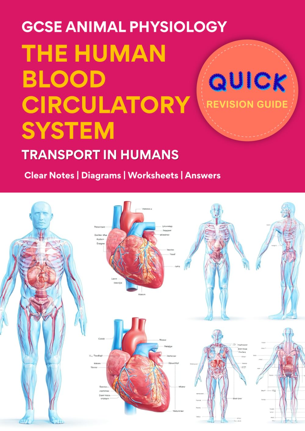 The Human Blood and Circulatory System: GCSE & IGCSE Animal Physiology – Clear Notes, Diagrams, Worksheets & Answers | Quick Revision Guide